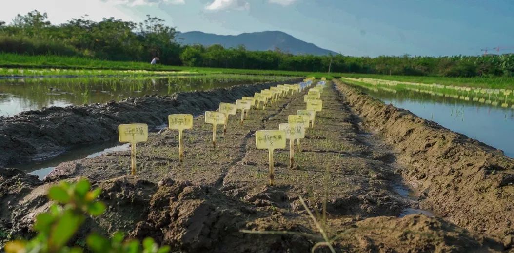 Research team to turn 6.7 mln ha of saline land into paddies - Focus on ...