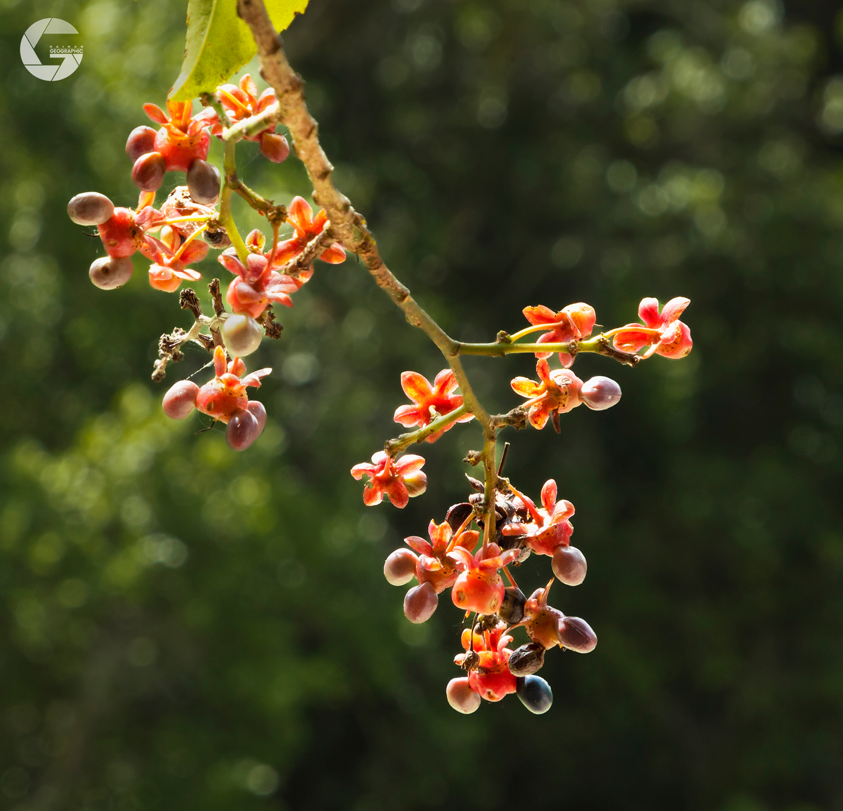 The fruit of the Toothed Leaf Champaca tree, like reddish orbs amidst ...