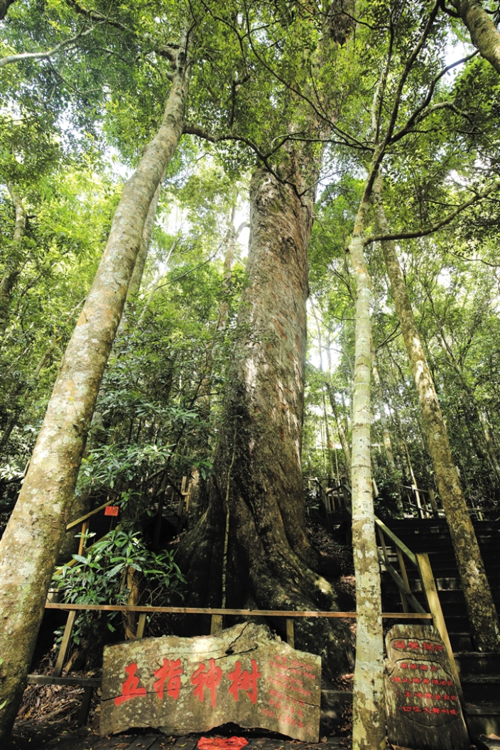 Hainan is home to 17,864 ancient and famous trees - Focus on Hainan ...